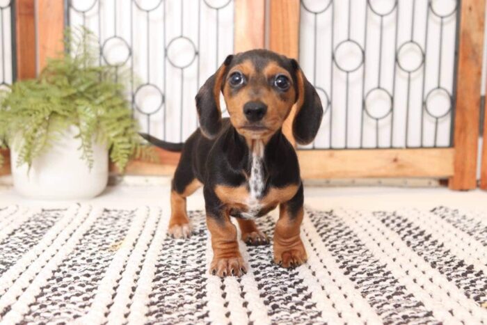 Twix - Great ACA Male Mini Dachshund Puppy - Image 3