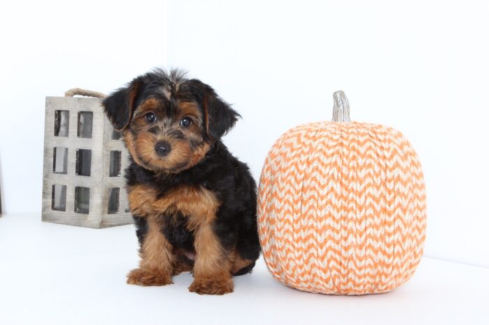 Lady- Very Sweet Female Yorkie-Poo Puppy - Image 3