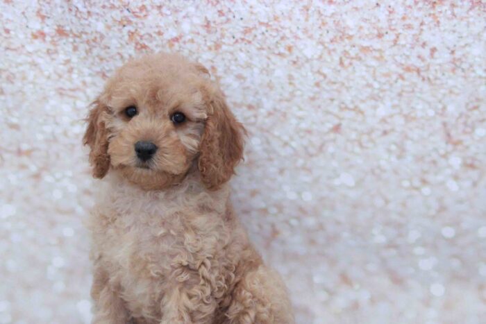 Lady- Gentle Female Cavapoo Puppy - Image 2