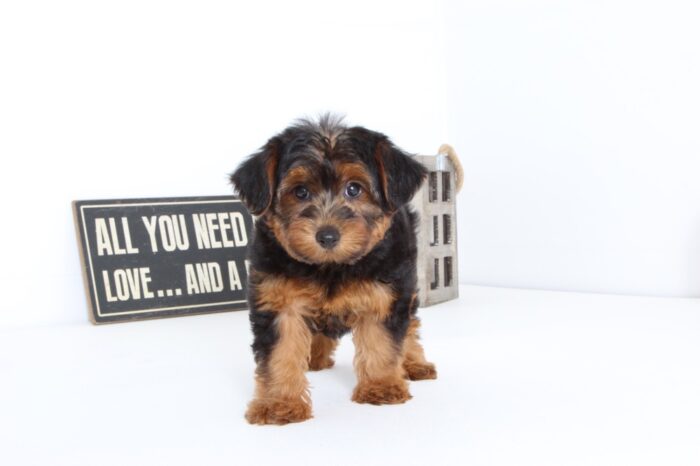 Lady- Very Sweet Female Yorkie-Poo Puppy - Image 4