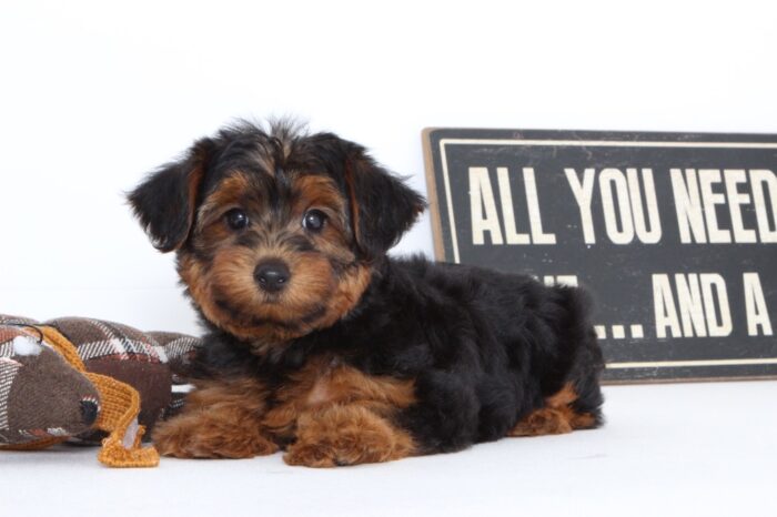 Lady- Very Sweet Female Yorkie-Poo Puppy - Image 5