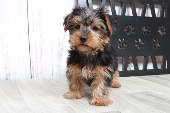 Lambo - Clever ACA Male Yorkie Puppy