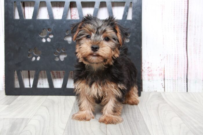 Lambo - Clever ACA Male Yorkie Puppy - Image 5