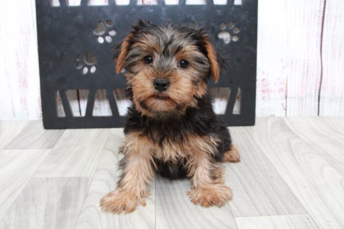 Lambo - Clever ACA Male Yorkie Puppy - Image 4