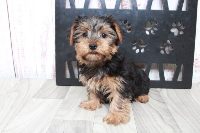 Lambo - Clever ACA Male Yorkie Puppy - Image 3