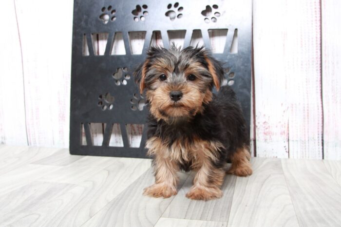 Lambo - Clever ACA Male Yorkie Puppy - Image 2