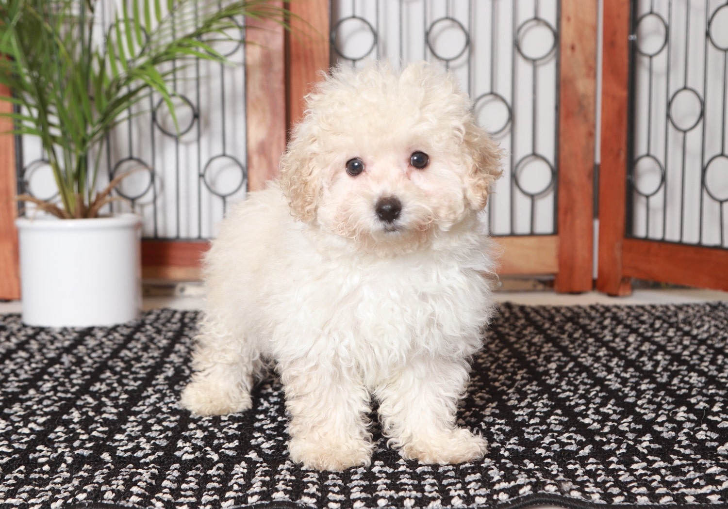 Lana - Happy Little Female Maltipoo Puppy