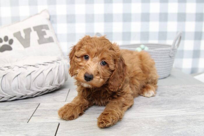 Lana- Affectionate F1B Red Female Mini Goldendoodle Puppy