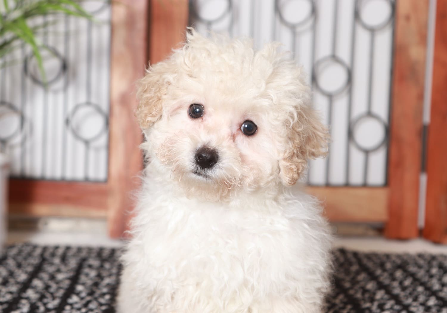 Lana - Happy Little Female Maltipoo Puppy - Image 3