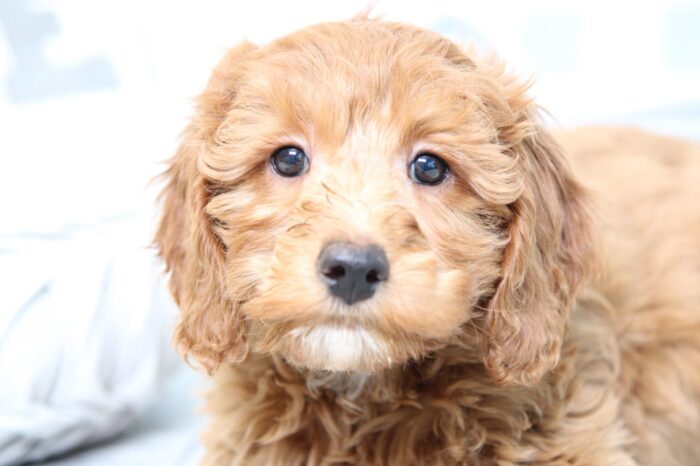 Lana- Affectionate F1B Red Female Mini Goldendoodle Puppy - Image 5