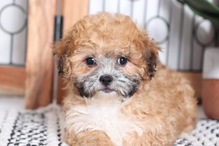 Lana - Cuddly Female Teddy Bear Puppy - Image 2