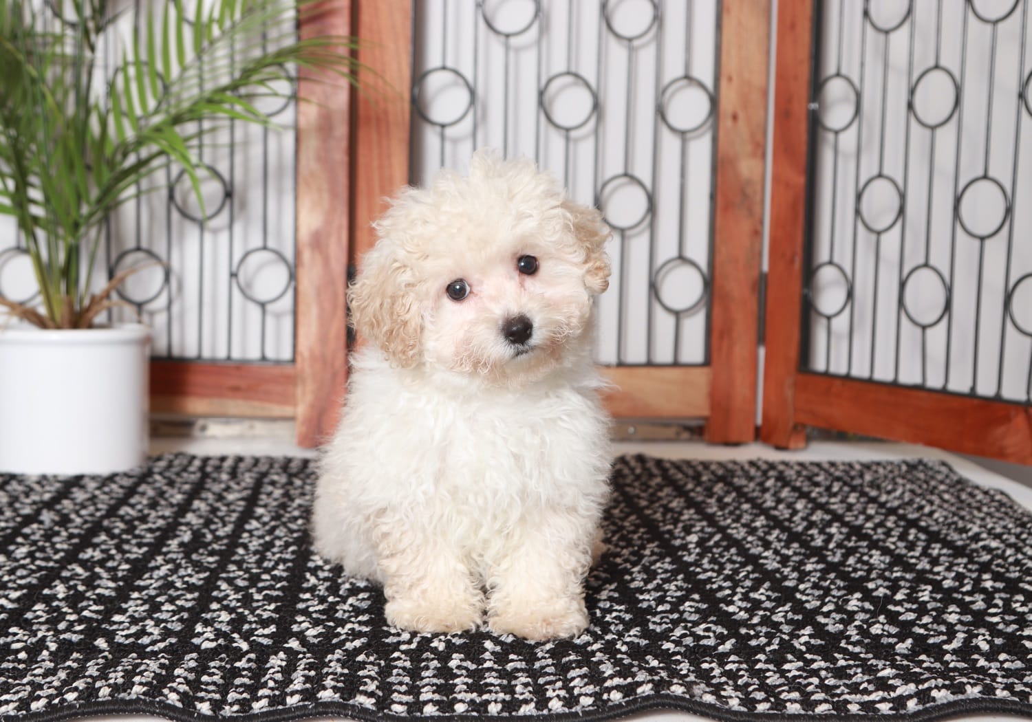 Lana - Happy Little Female Maltipoo Puppy - Image 4
