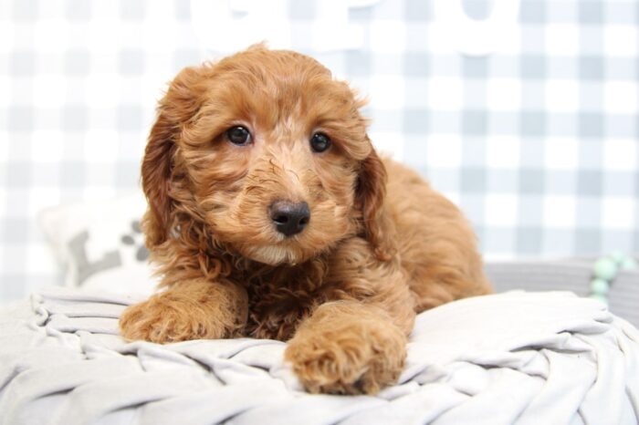 Lana- Affectionate F1B Red Female Mini Goldendoodle Puppy - Image 4