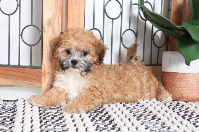 Lana - Cuddly Female Teddy Bear Puppy - Image 3