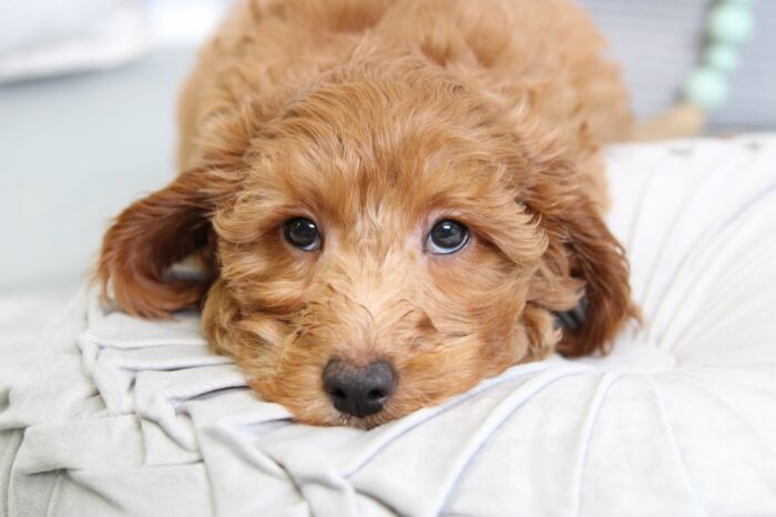 Lana- Affectionate F1B Red Female Mini Goldendoodle Puppy - Image 3