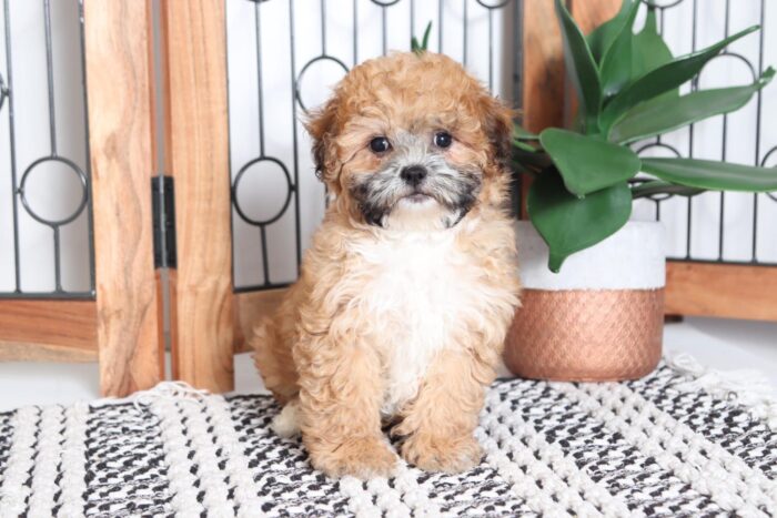 Lana - Cuddly Female Teddy Bear Puppy - Image 4