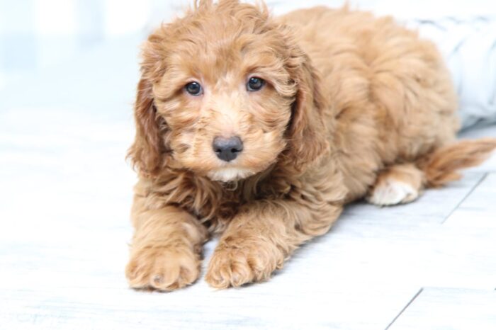 Lana- Affectionate F1B Red Female Mini Goldendoodle Puppy - Image 2