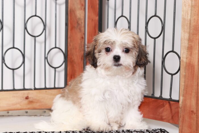Lark - Cool Little Male Teddy Bear Puppy