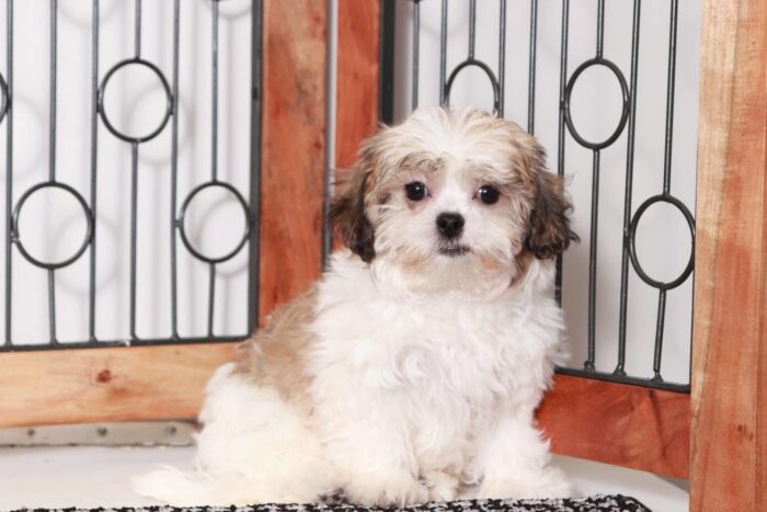 Lark - Cool Little Male Teddy Bear Puppy - Image 5