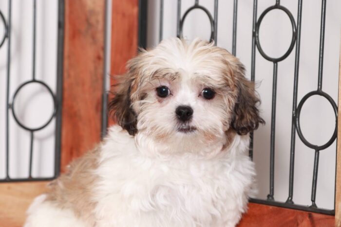 Lark - Cool Little Male Teddy Bear Puppy - Image 2