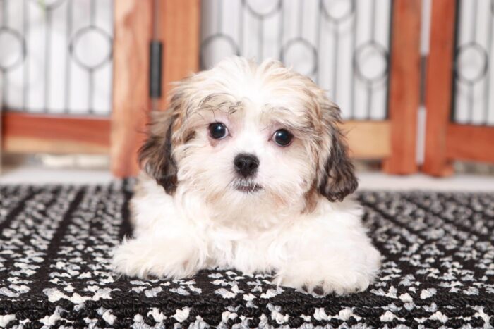Lark - Cool Little Male Teddy Bear Puppy - Image 3