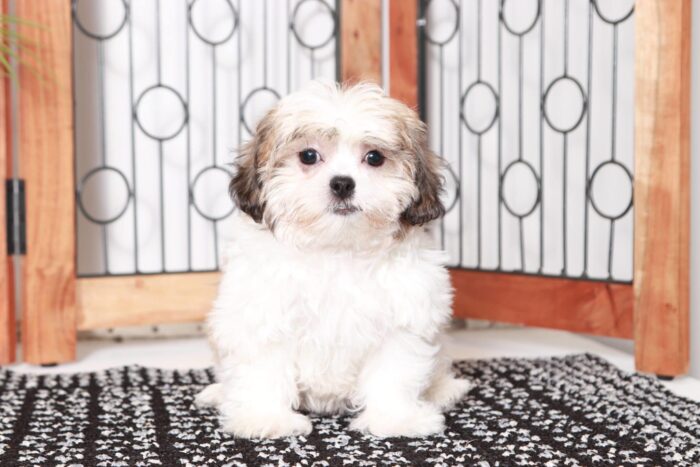 Lark - Cool Little Male Teddy Bear Puppy - Image 4