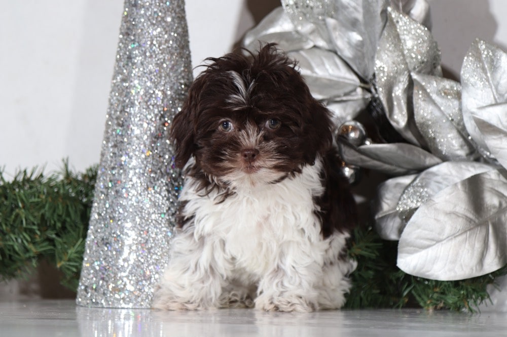 Latte - Darling Shih Poo - Image 4