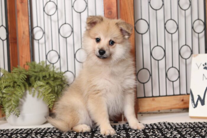 Lavender - Adorable Little ACA Female Pomeranian Puppy