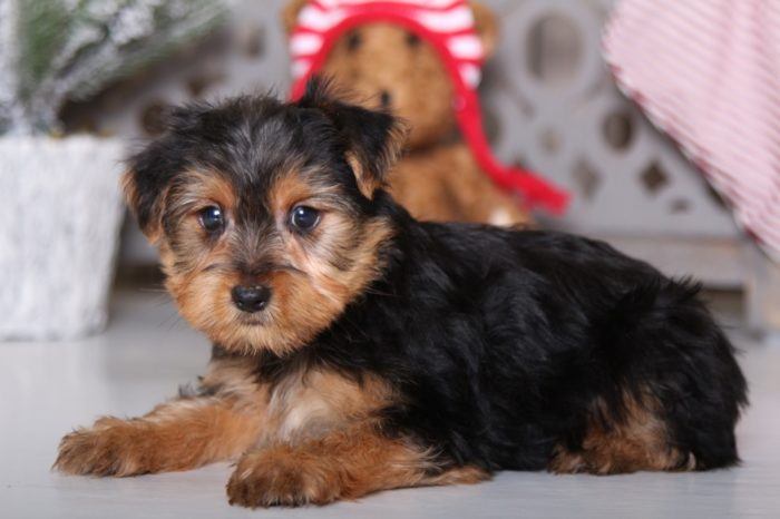 Lavender - Precious Yorkie - Image 4