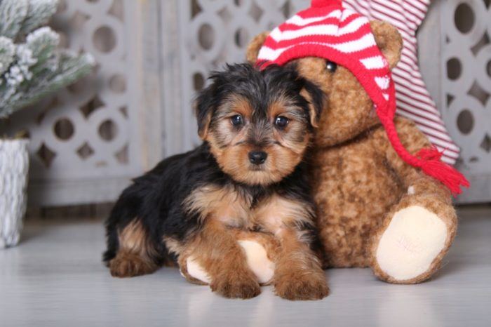 Lavender - Precious Yorkie - Image 3