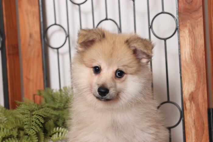 Lavender - Adorable Little ACA Female Pomeranian Puppy - Image 2