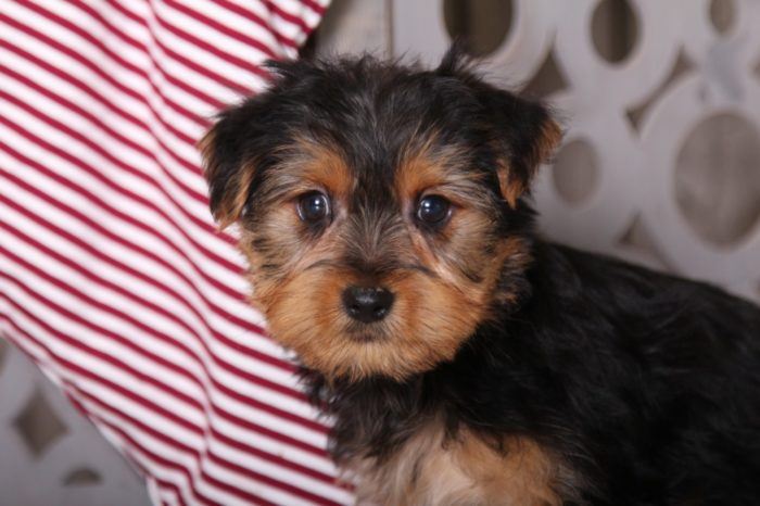 Lavender - Precious Yorkie - Image 2
