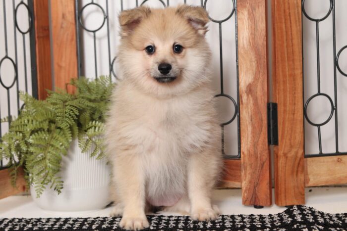 Lavender - Adorable Little ACA Female Pomeranian Puppy - Image 3