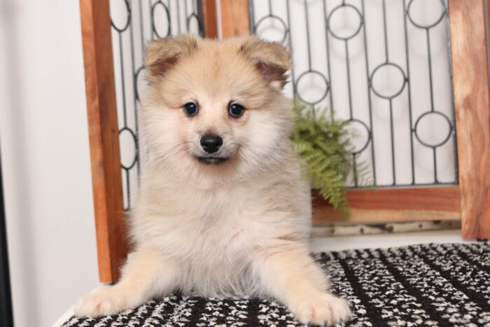 Lavender - Adorable Little ACA Female Pomeranian Puppy - Image 4