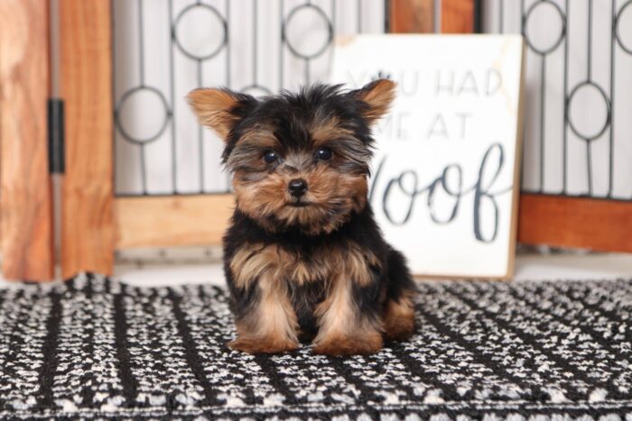 Layla - Pretty Little Female ACA Yorkie