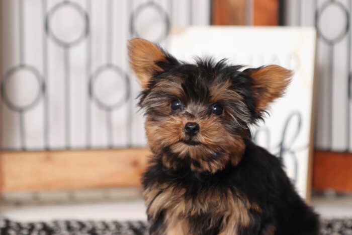 Layla - Pretty Little Female ACA Yorkie - Image 2