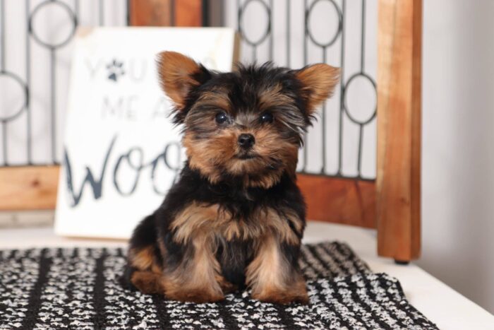 Layla - Pretty Little Female ACA Yorkie - Image 3