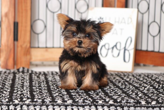 Layla - Pretty Little Female ACA Yorkie - Image 4