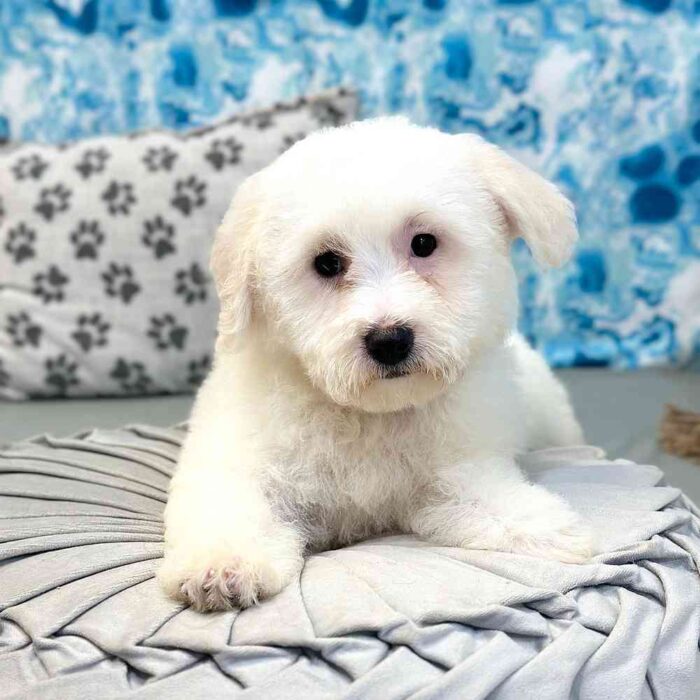 Leah- Inquisitive White Female Bichon Puppy