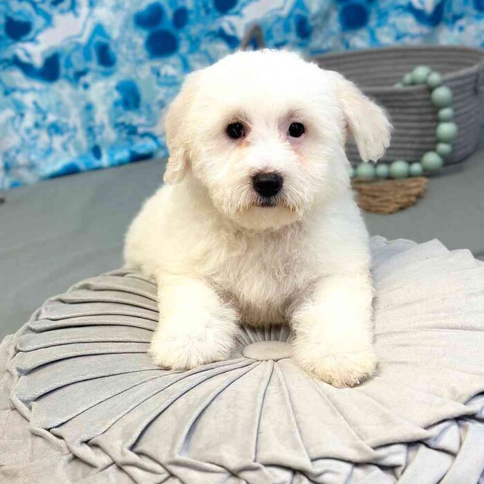 Leah- Inquisitive White Female Bichon Puppy - Image 2