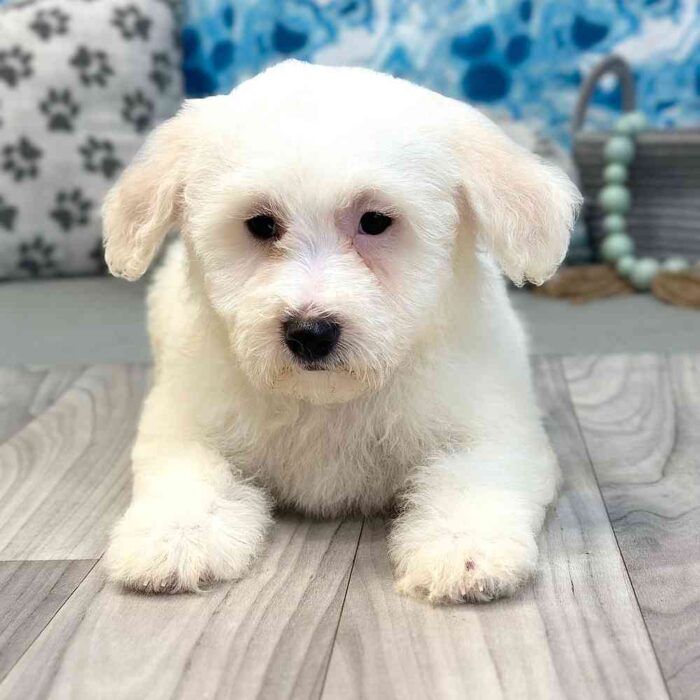 Leah- Inquisitive White Female Bichon Puppy - Image 3
