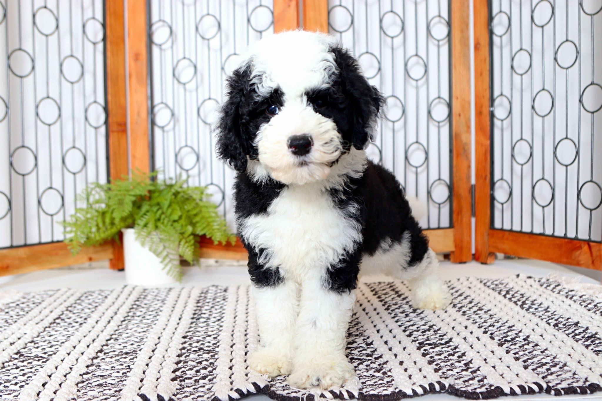 Lemmie - Great Little Male F1B Mini Sheepadoodle