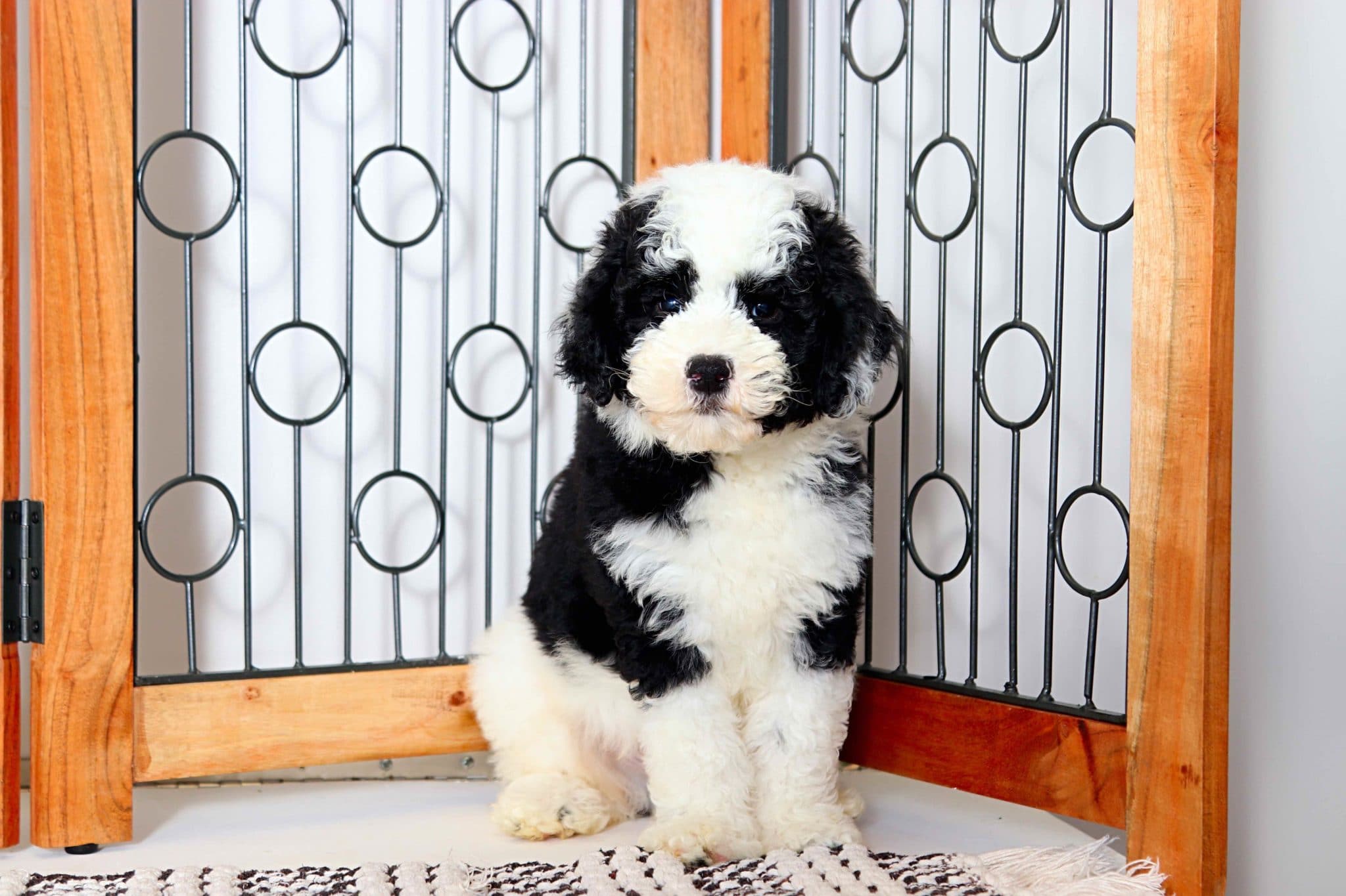 Lemmie - Great Little Male F1B Mini Sheepadoodle - Image 4