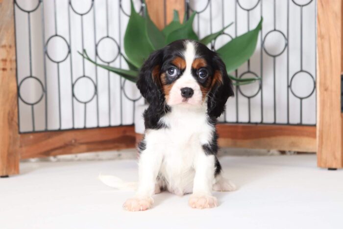 Lester - Adoring Aca Male Cavalier Puppy