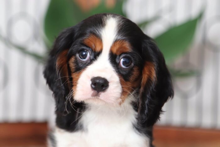 Lester - Adoring Aca Male Cavalier Puppy - Image 2