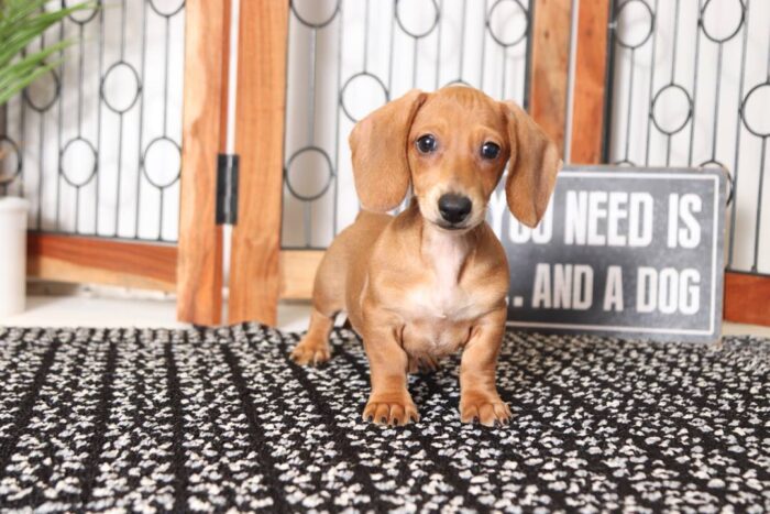 Liam- Cool Little Male ACA Dachshund Puppy