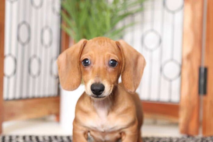 Liam- Cool Little Male ACA Dachshund Puppy - Image 2