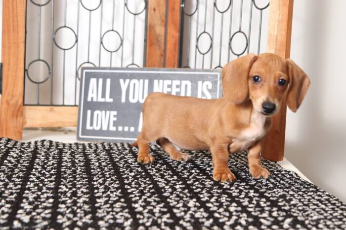 Liam- Cool Little Male ACA Dachshund Puppy - Image 3
