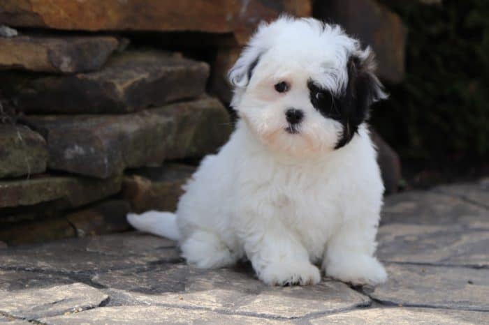 Libby - Perfect Malshi
