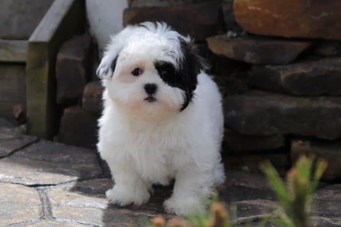 Libby - Perfect Malshi - Image 2
